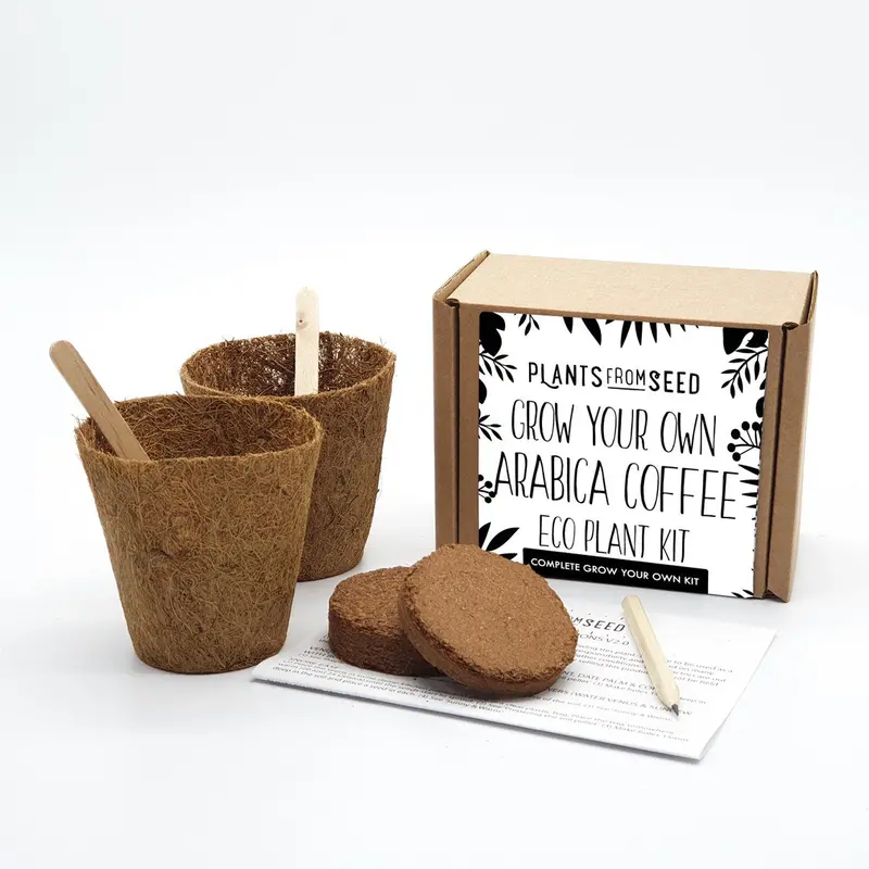 Eco-Friendly Arabica Coffee Plant Growing Kit 1