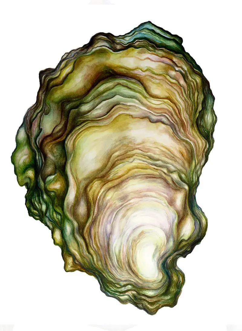Sarah Nelson Fine Art Oyster Wall Print (Set 1) 1