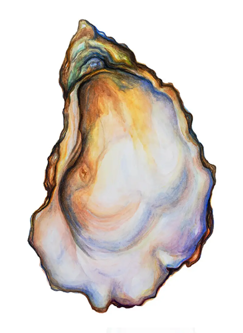 Sarah Nelson Fine Art Oyster Wall Print (Set 2) 1